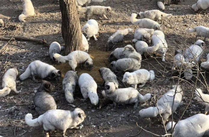 174 renards sauvés d’une ferme à fourrure ! 50431310