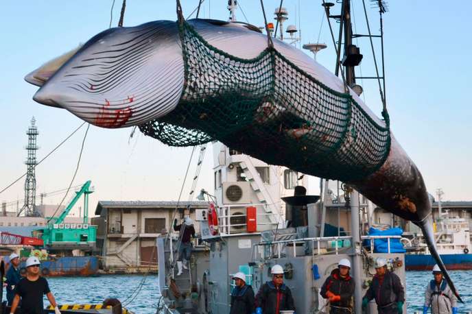 Le Japon va « reprendre la pêche commerciale » de la baleine B456c210