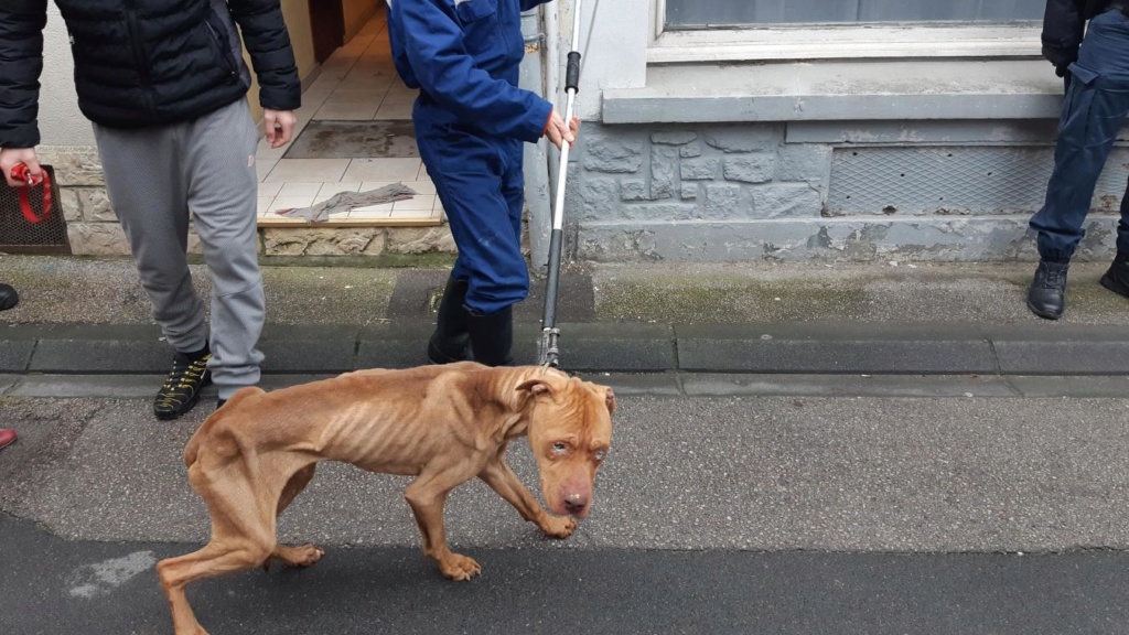 Boulogne-sur-Mer : un chien mourant retrouvé dans un appartement B9718110