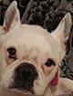 CERISE - femelle bouledogue français de 12 ans