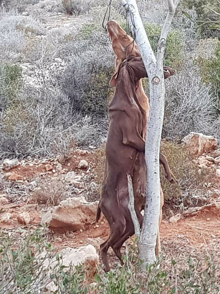  il faut que le monde sache ! Galgos10