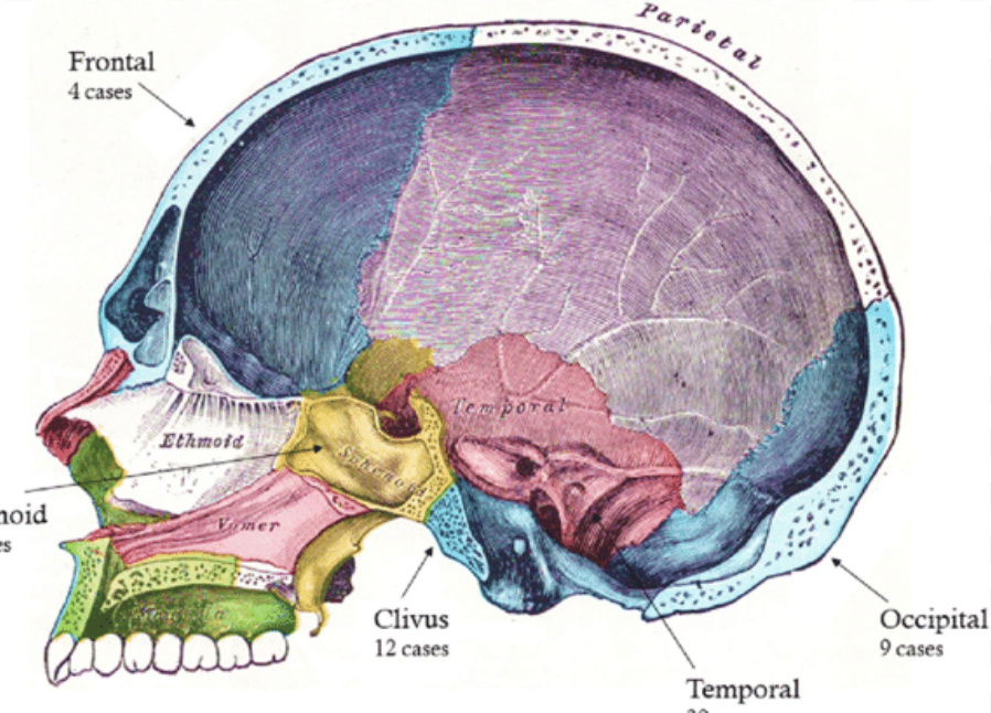 Base du crâne, clivus et lame quadrilatère Captur11