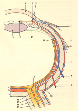 Veine cilio-rétinienne  Captur15