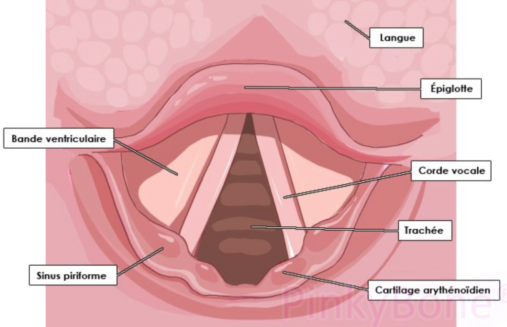 Sinus piriforme  Captur25