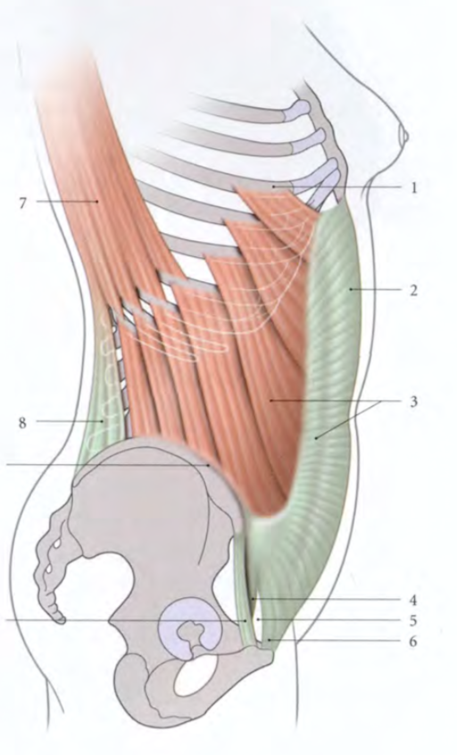 Le muscle oblique externe : insertion sup Captur27