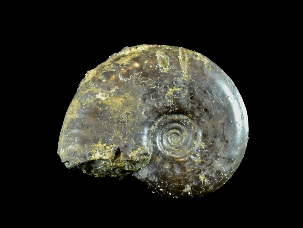 Pequeño ammonites  Hjn66x10