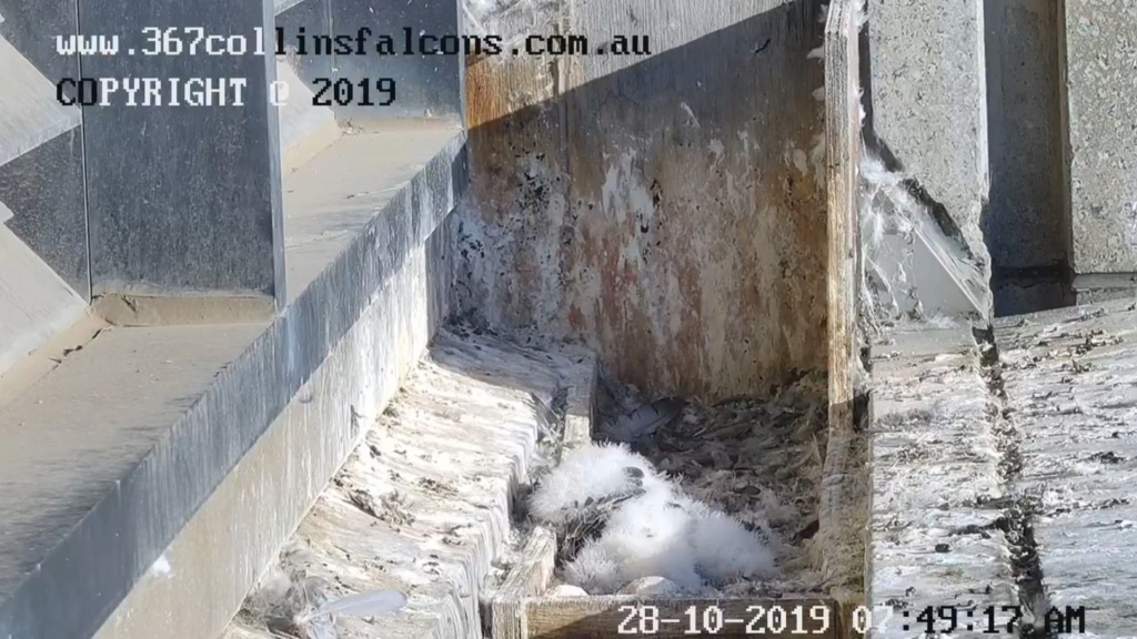 Melbourne. 367 Collins Street - Pagina 4 2019-825