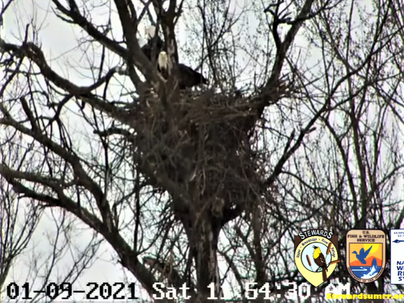 cams - Diverse Eagle cams. - Pagina 23 2021-016