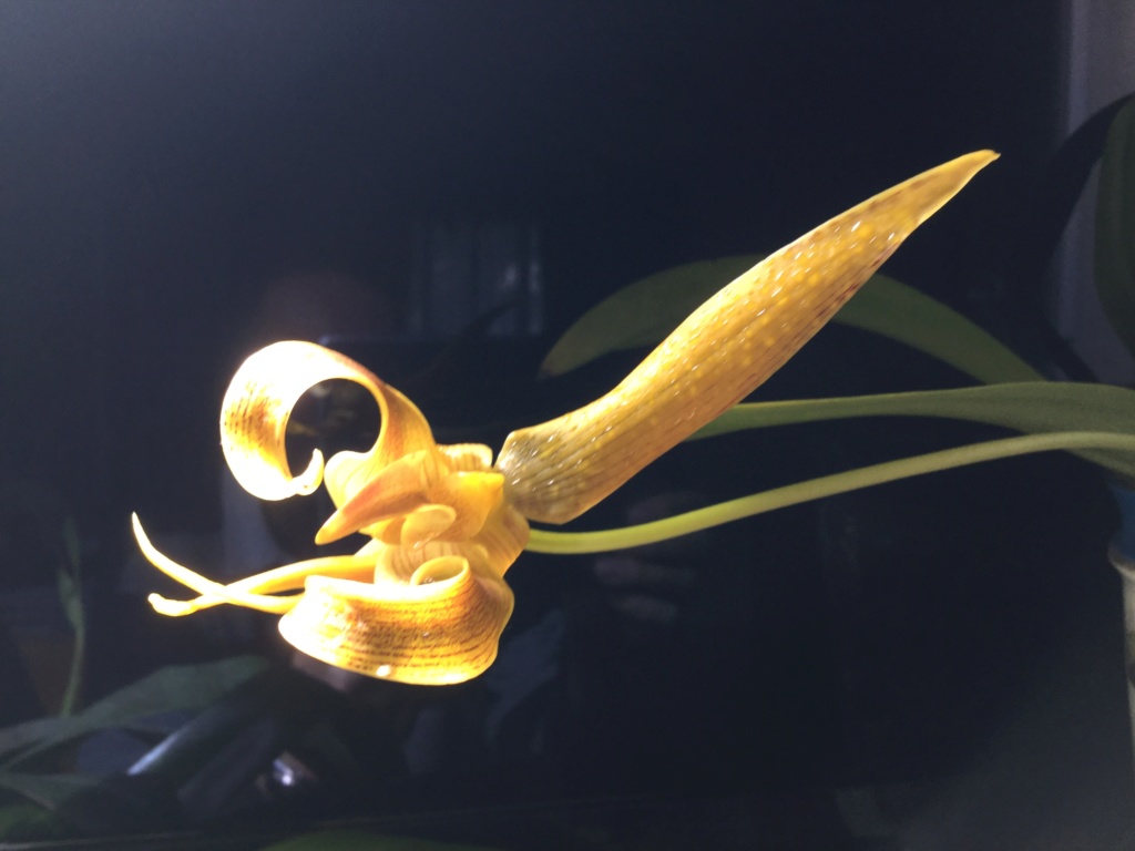 Bulbophyllum lobbii 241c3810