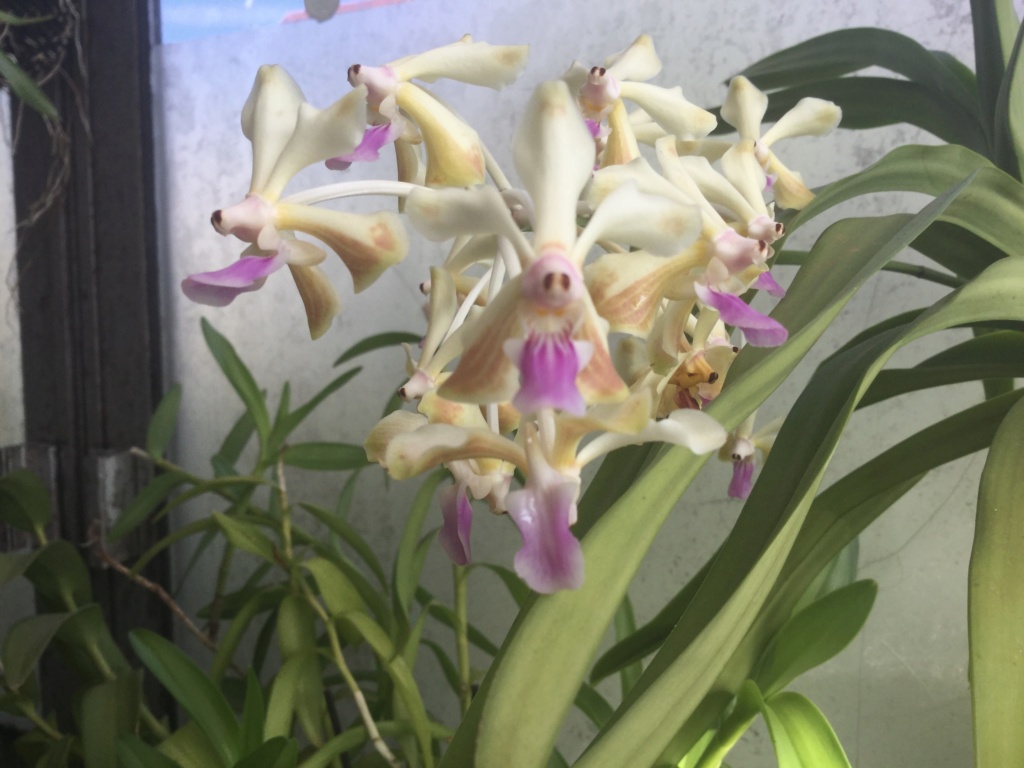 Vanda lamellata var.remediosae hybride 2f0fe510