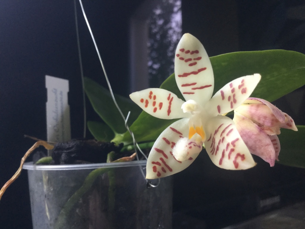 Phalaenopsis sumatrana var paucivittata 8485a310