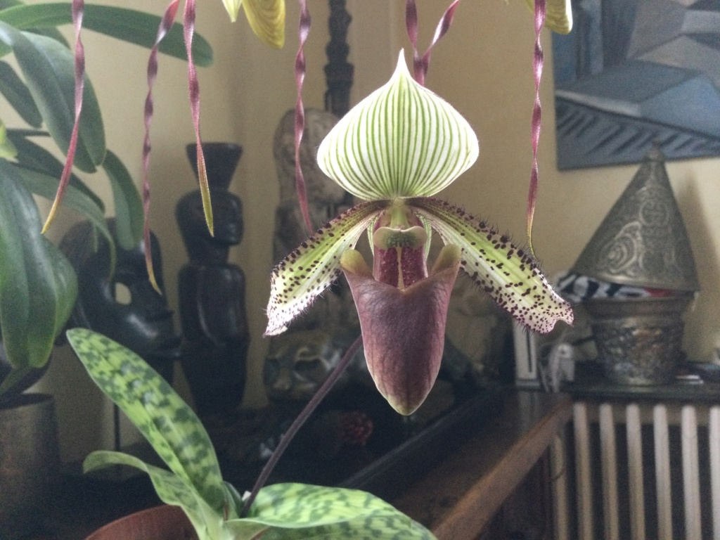 Paphiopedilum superbiens 9c08bd10