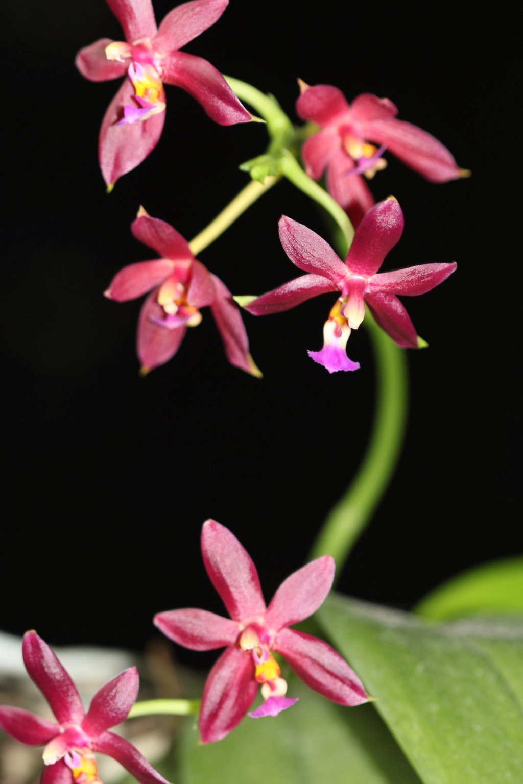 Phalaenopsis Malacea (mannii black x violacea red dark Wu) Cd_or114