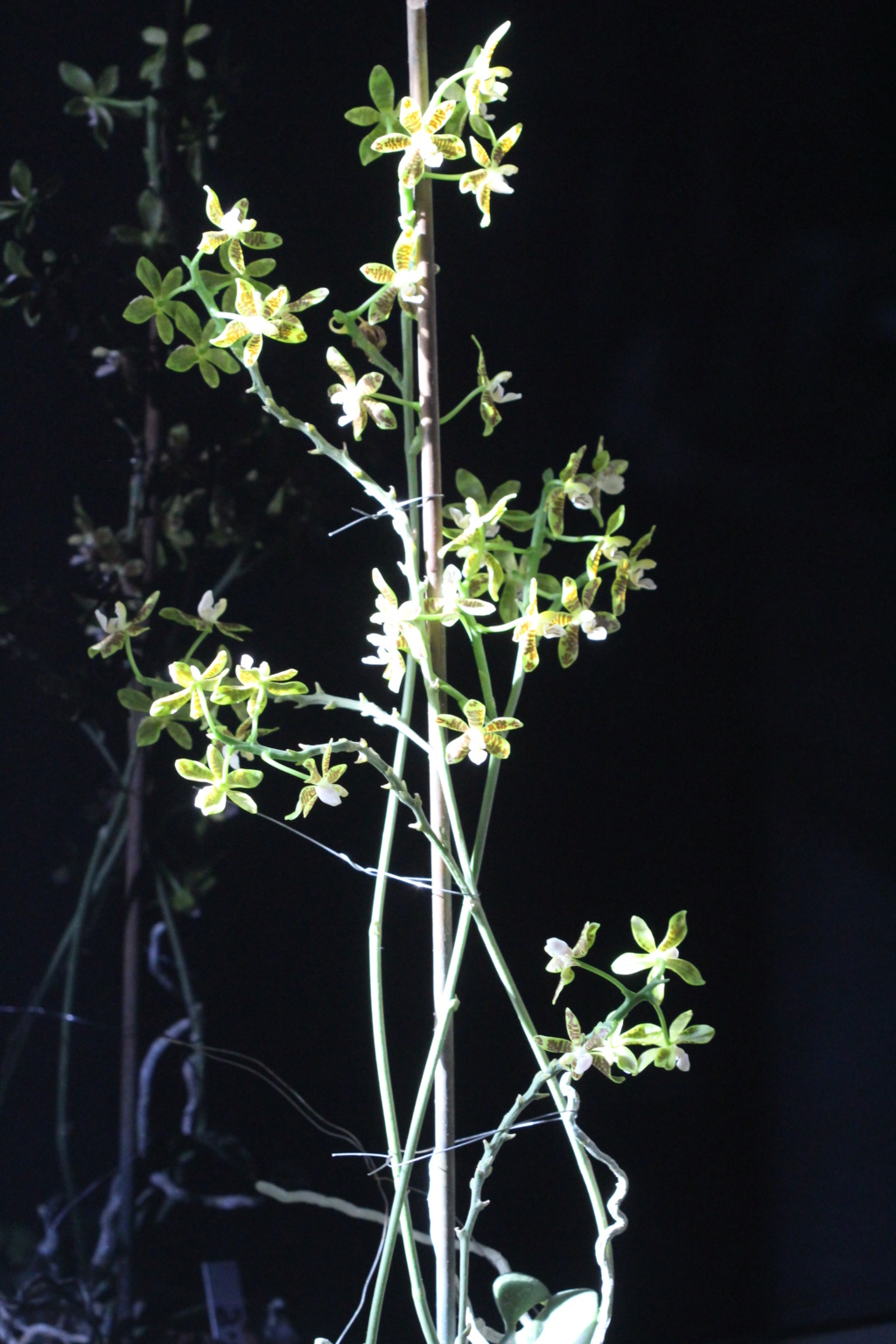 Phalaenopsis viridis Cd_or115