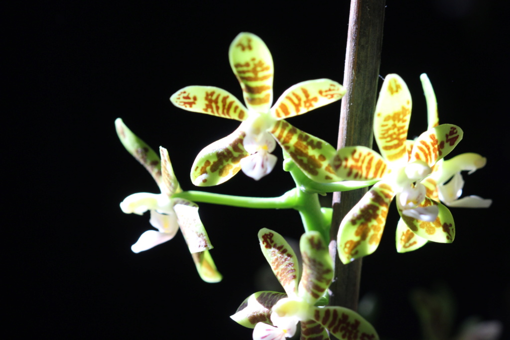 Phalaenopsis viridis Cd_or116