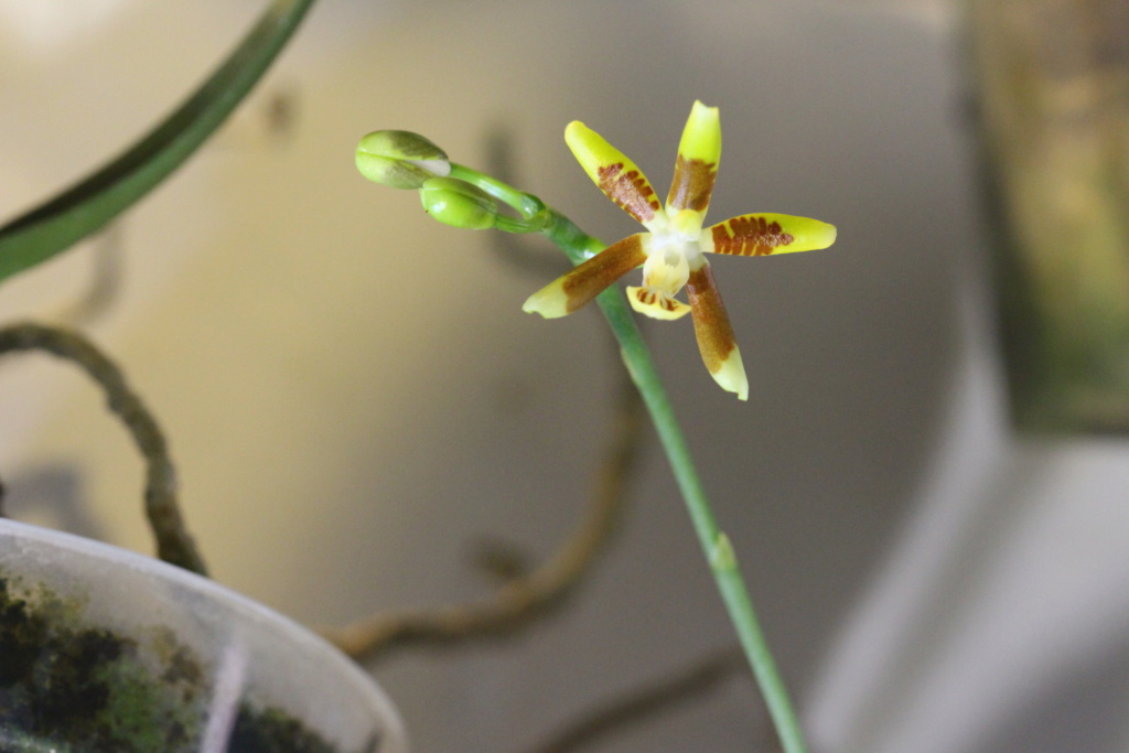 Phalaenopsis kuntslerii Cd_or128