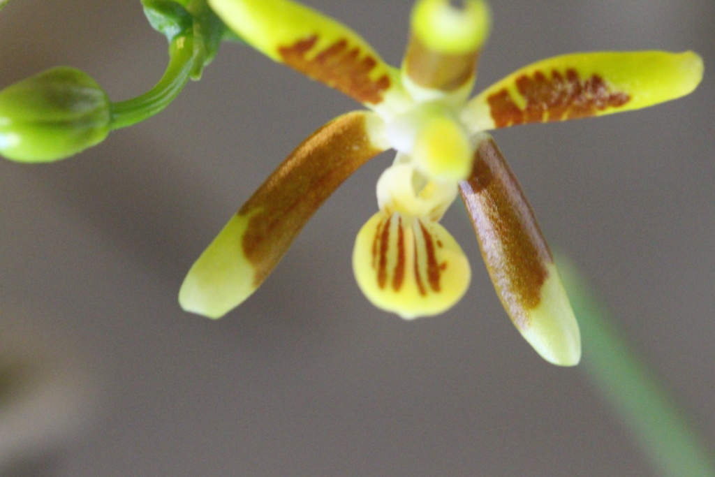 Phalaenopsis kuntslerii Cd_or129