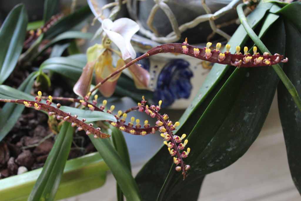 Bulbophyllum falcatum Cd_or142