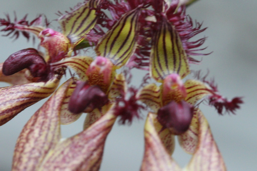 Bulbophyllum ornatissimum Cd_or154