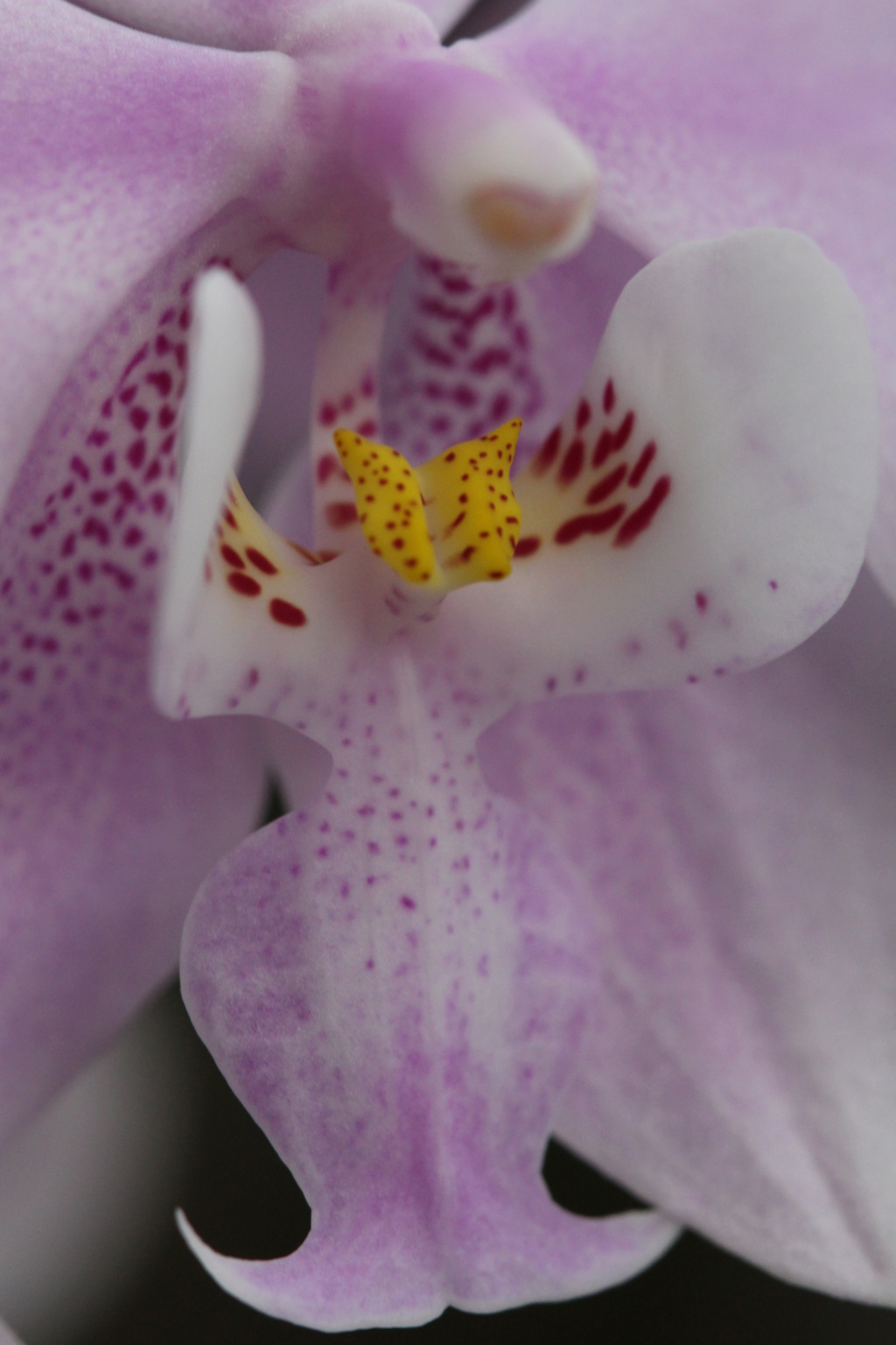 Phalaenopsis schilleriana Cd_or157