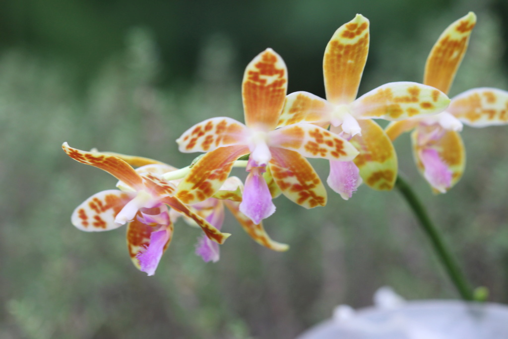 Phalaenopsis Lovely Marie Cd_orc47