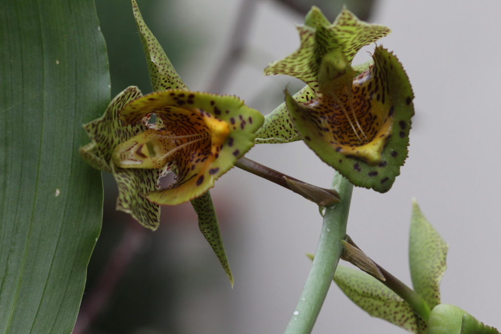 Catasetum hybride de sanguineum Cd_orc79