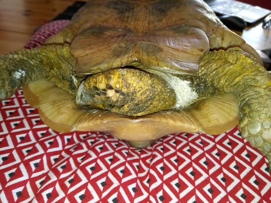 identification de la tortue du membre Souris (sylvie) Img_2014