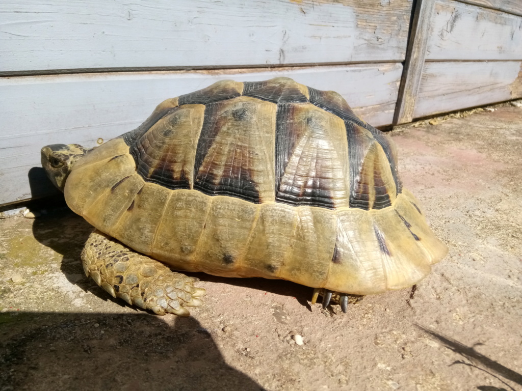 identification de la tortue du membre Souris (sylvie) Img_2015