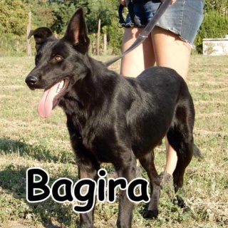 Bagira Monor lebt glücklich in Ungarn 027
