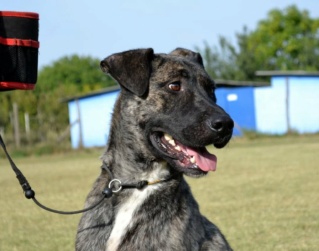 Bosco bei Erika verm in Österr 24269210