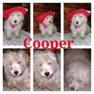 Cooper von Erika lebt glücklich in Österr. 27410410