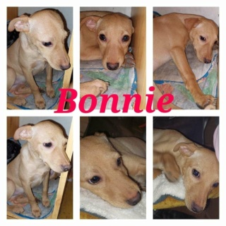 Bonnie/ Bonny von Erika lebt glücklich in AT 27617310