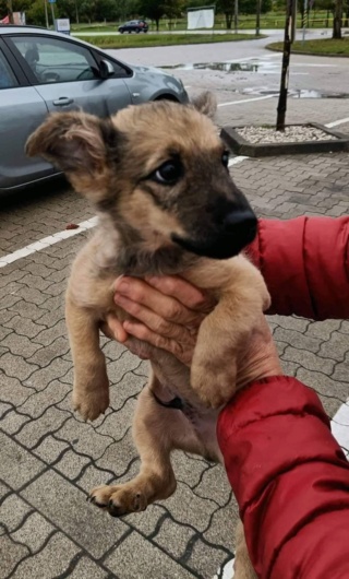 Baby Denis von Erika verm in Österr 30782910