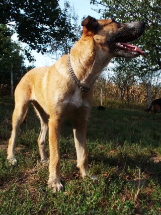 Sunny, Hajduszoboszlo lebt jetzt glücklich in Ungarn Dscn7719