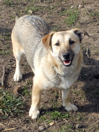 Joy,Hajduszoboszlo lebt glücklich in Ungarn Dscn9315