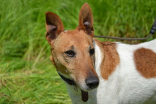 Dagi, Foxterrierhündin, geb. ca. April 2011 Dunnyo12