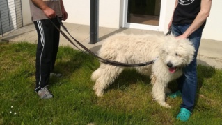 Gustav/Gusti, Karmacs lebt glücklich in Österreich Img_2446