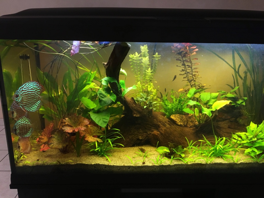 KH GH pour aquarium à Discus