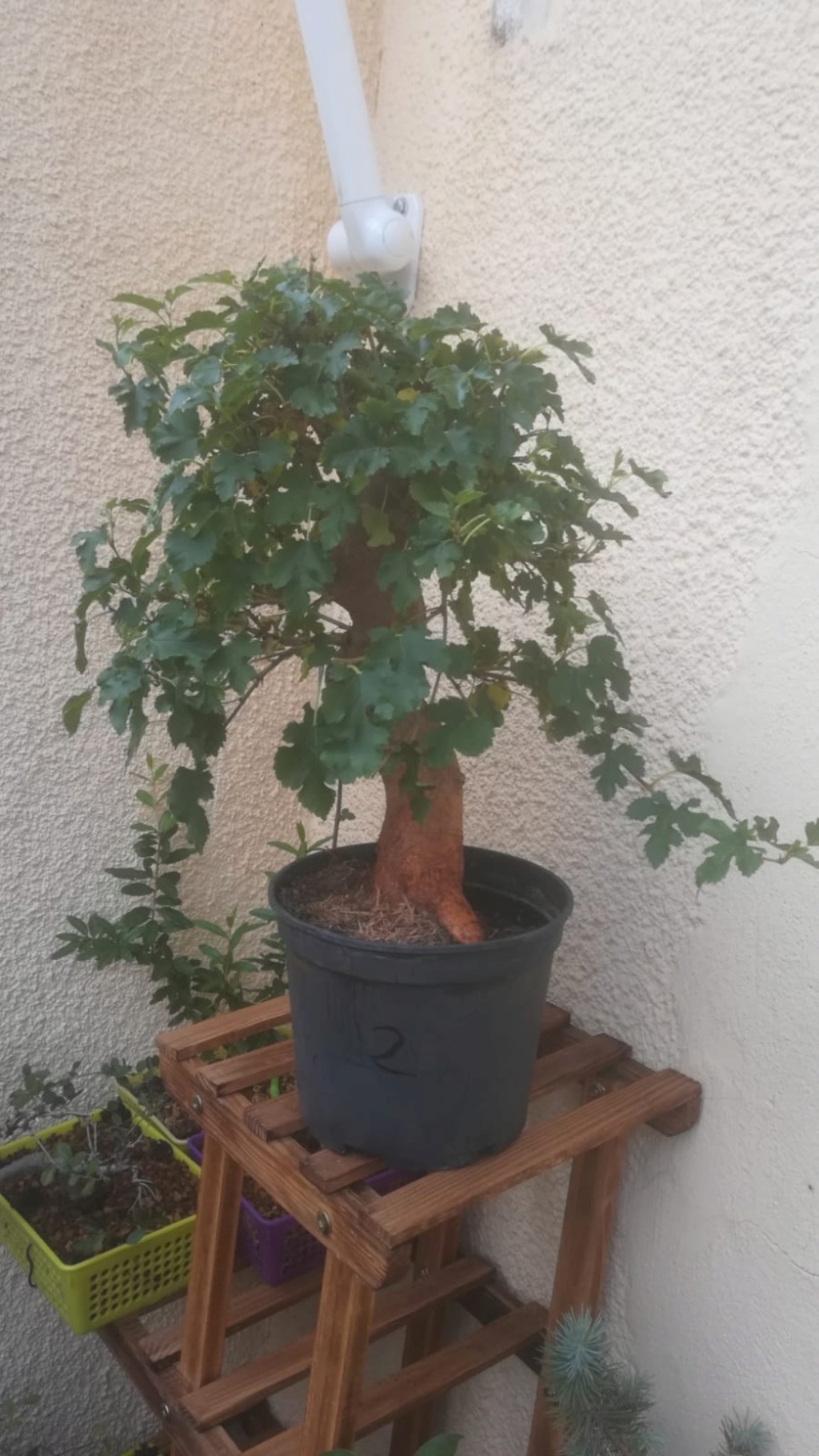 Morera prebonsai  Screen12