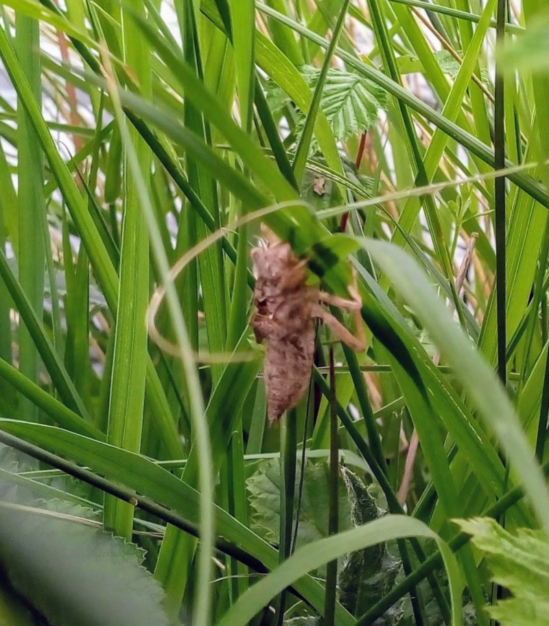 Insecte rencontré au bord du lac de Huelgoat, Finistère 20190612