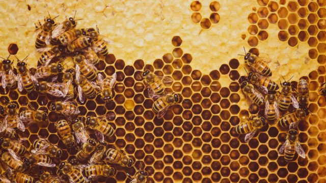 معلومة قد تصدمك.. "النحل الغاضب" ينتج سماً عالي الجودة  51_scr25