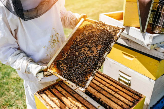 معلومة قد تصدمك.. "النحل الغاضب" ينتج سماً عالي الجودة  51_scr26
