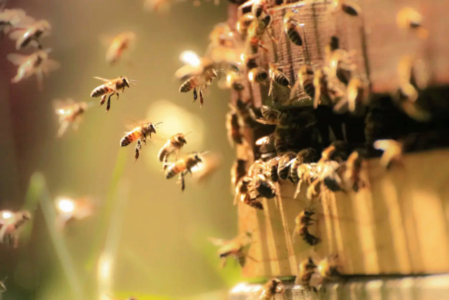 معلومة قد تصدمك.. "النحل الغاضب" ينتج سماً عالي الجودة  51_scr27