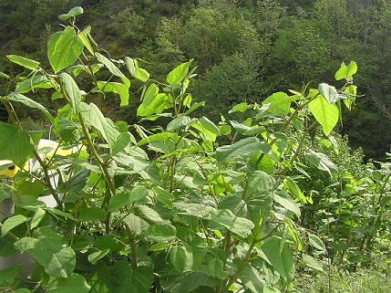 Plante: RENOUEE DU JAPON (Polygonum cuspida) - contre virus, allergies, lymen, et ça se mange bien ! Renoue10
