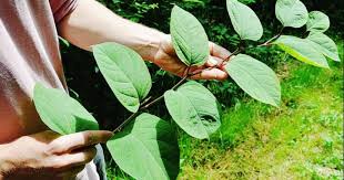 Plante: RENOUEE DU JAPON (Polygonum cuspida) - contre virus, allergies, lymen, et ça se mange bien ! Renoue11