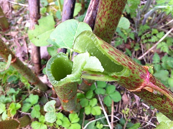 Plante: RENOUEE DU JAPON (Polygonum cuspida) - contre virus, allergies, lymen, et ça se mange bien ! Renoue12