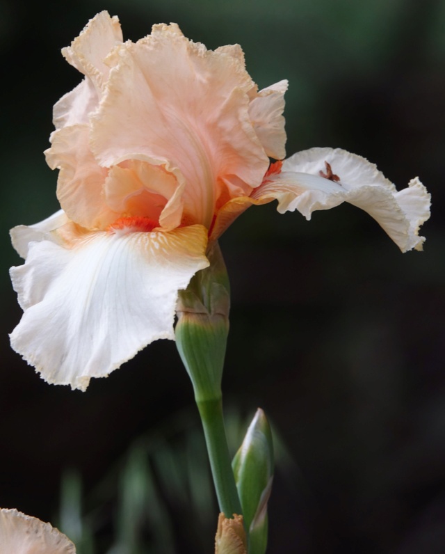 Iris 'Haviland' [Identification] ris à identifier Dsc04511