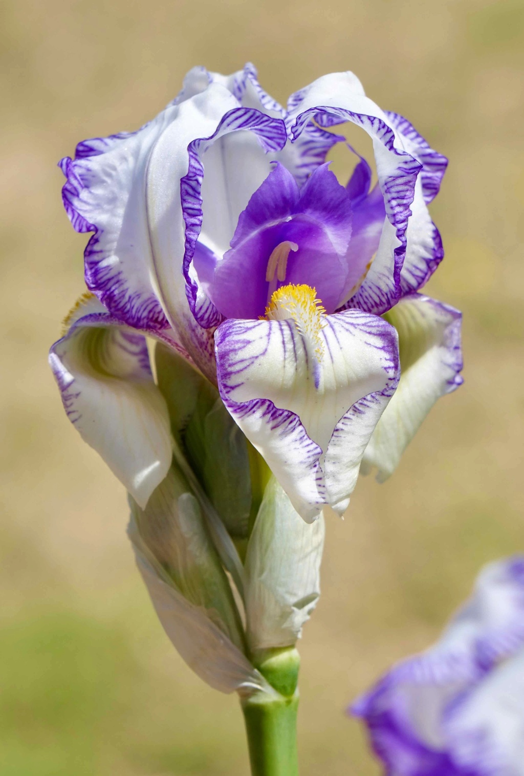 Iris plicata - tentative de reconstitution  Plicat10