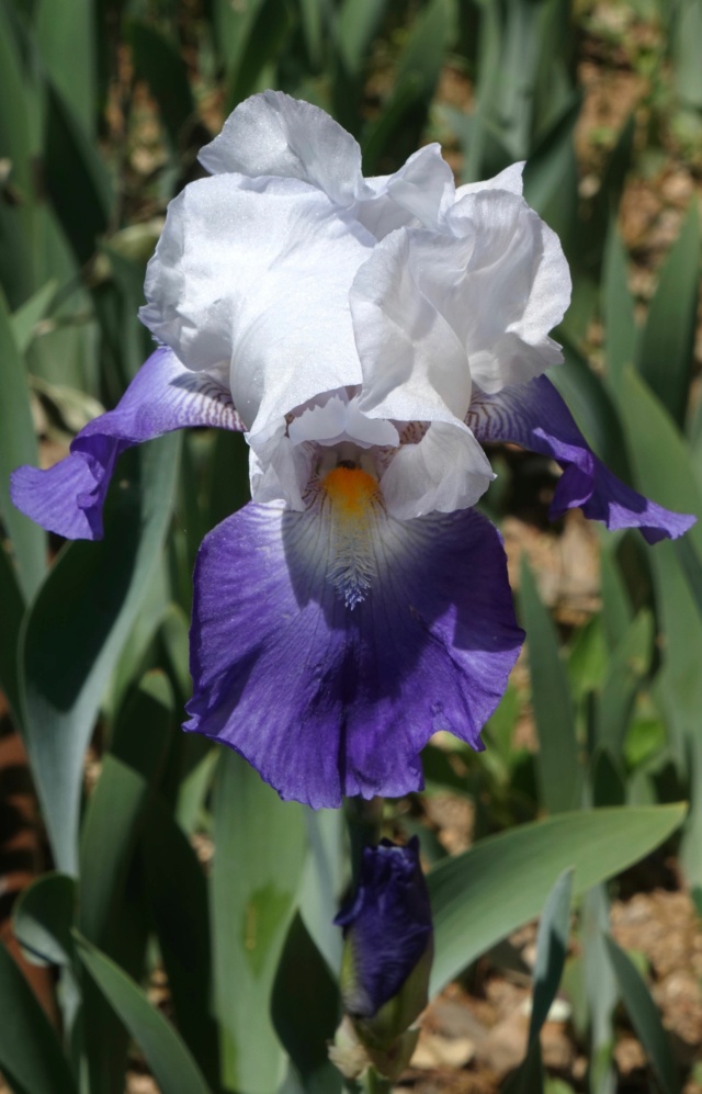 Iris à identifier à Sanary Sanary10