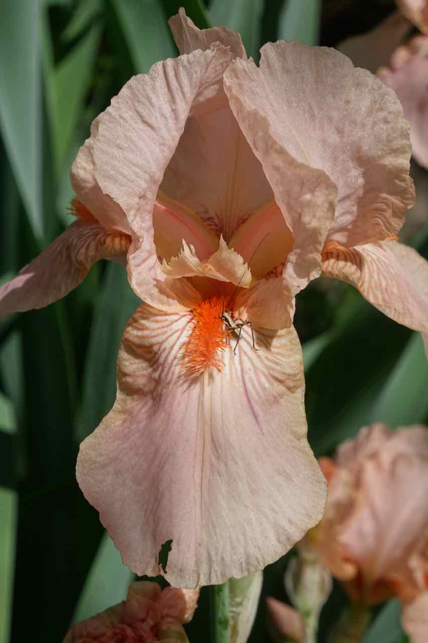 Iris petit rose parfumé à identifier Tirosd10